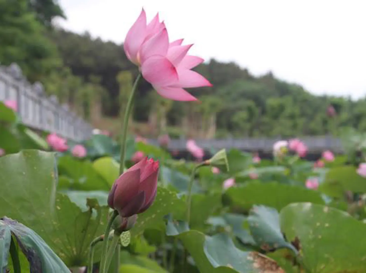 Về Làng Sen đắm chìm trong sắc sen