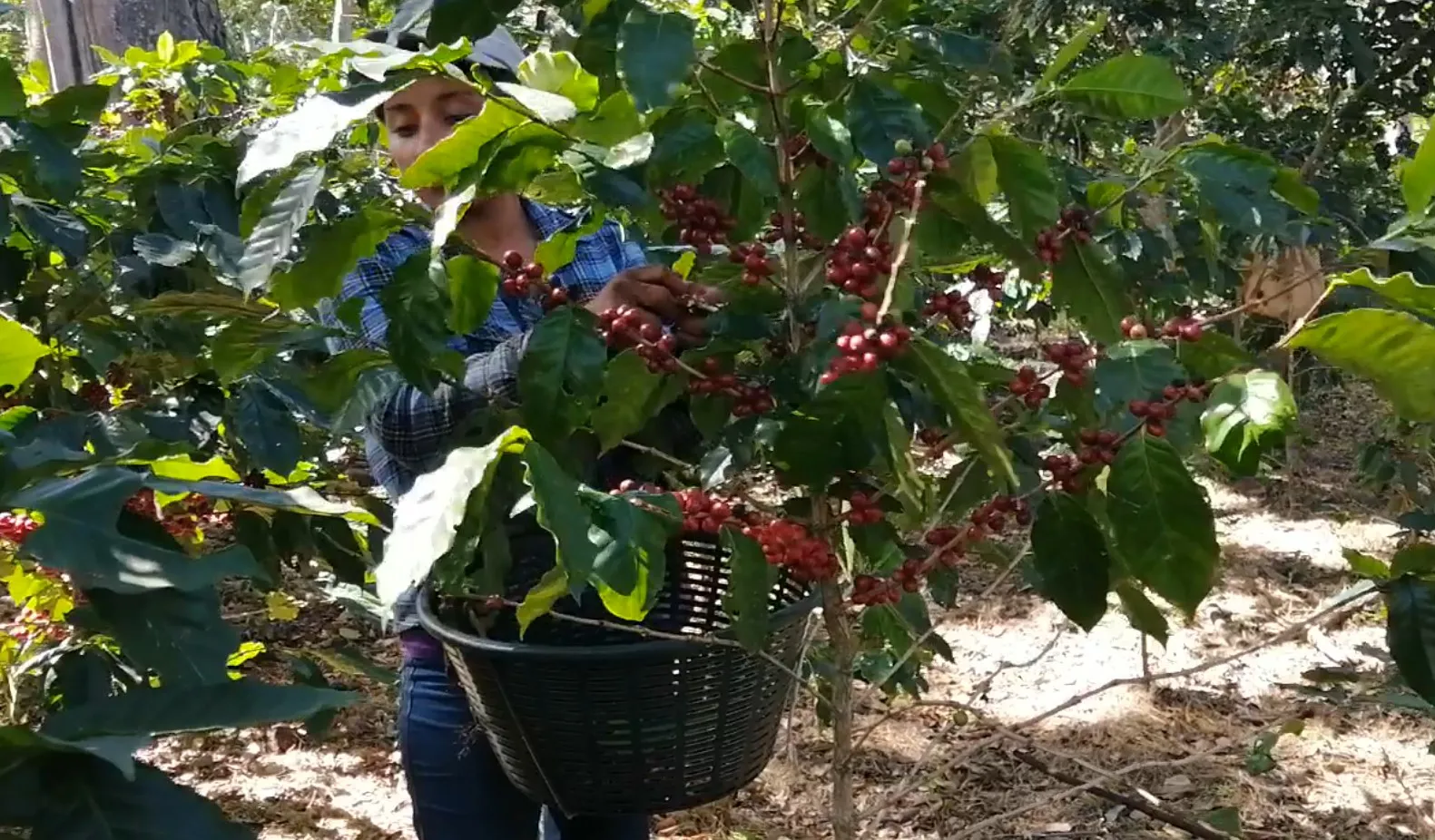 Giá cà phê hôm nay 20/5: Tăng sốc, trong nước hướng tới 60.000 đồng/kg