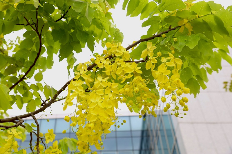 Hanoi streets livened up by Osaka blossoms