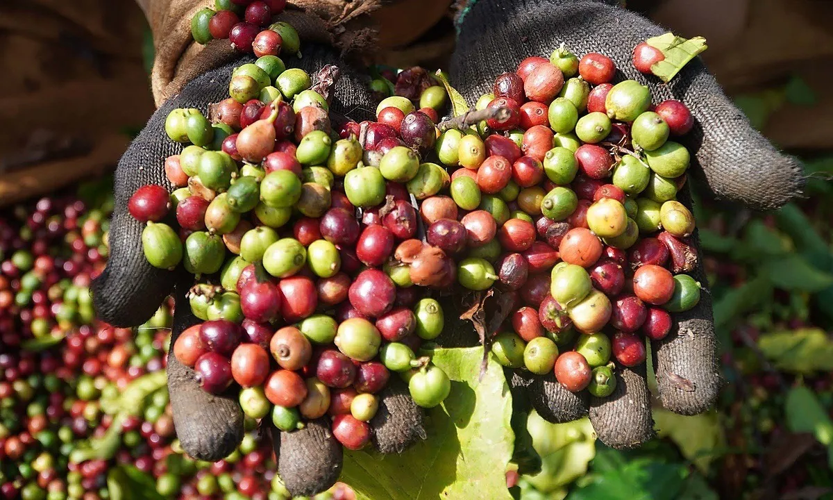 Giá cà phê hôm nay 22/5: Tiếp tục tăng, cán mốc 60.000 đồng/kg