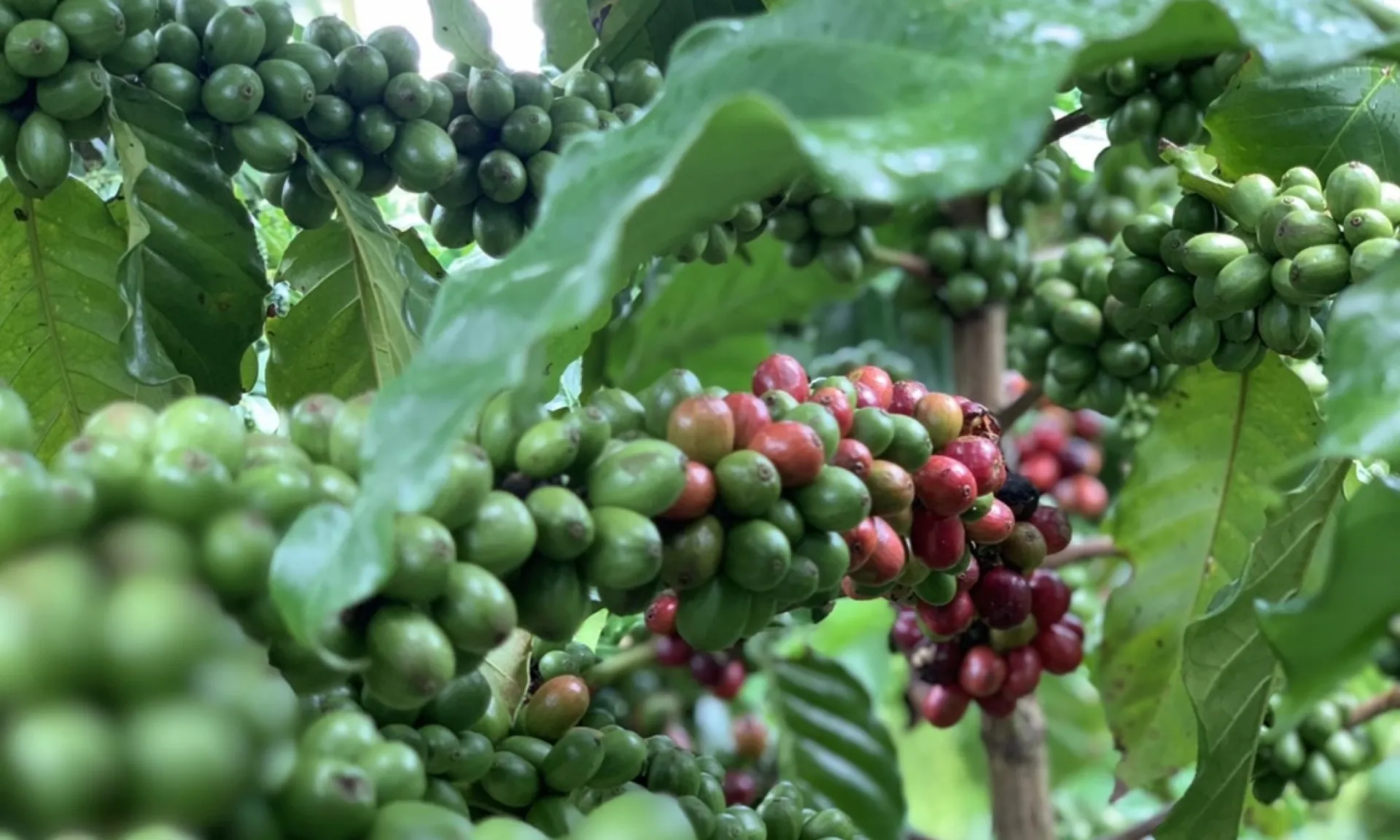 Giá cà phê hôm nay 23/5: Tiếp tục tăng mạnh, thêm hơn 1.000 đồng/kg