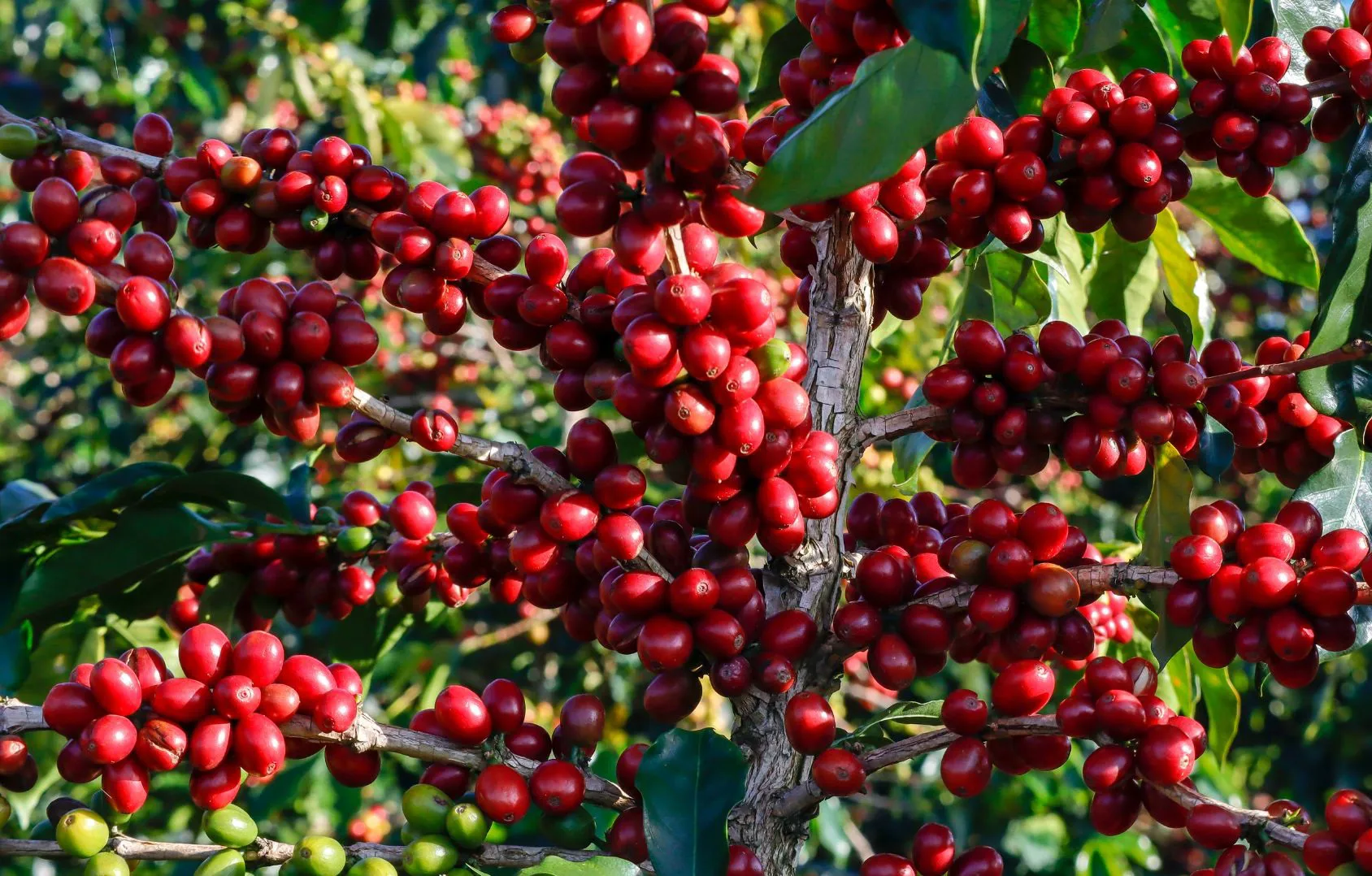 Giá cà phê hôm nay 27/5: Robusta tăng trở lại, trong nước thêm 300 đồng/kg
