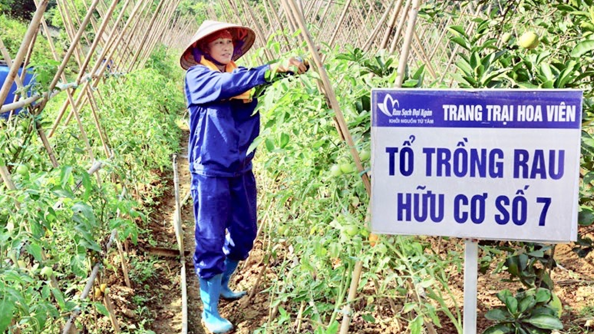 Trang trại nông sản hữu cơ dưới chân núi Vua Bà