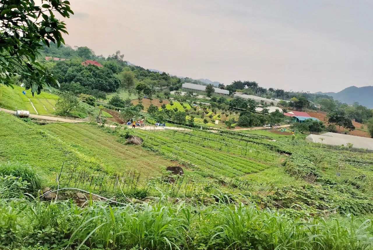 Trang trại Hoa Viên hiện đang cung cấp một lượng lớn thịt lợn và rau hữu cơ cho thị trường Hà Nội. Ảnh: Trọng Tùng