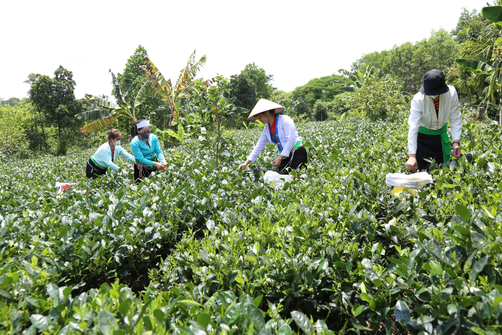 Trồng chè tăng kinh tế cho người dân tại xã Ba Trại, huyện Ba Vì. Ảnh: Thanh Hải