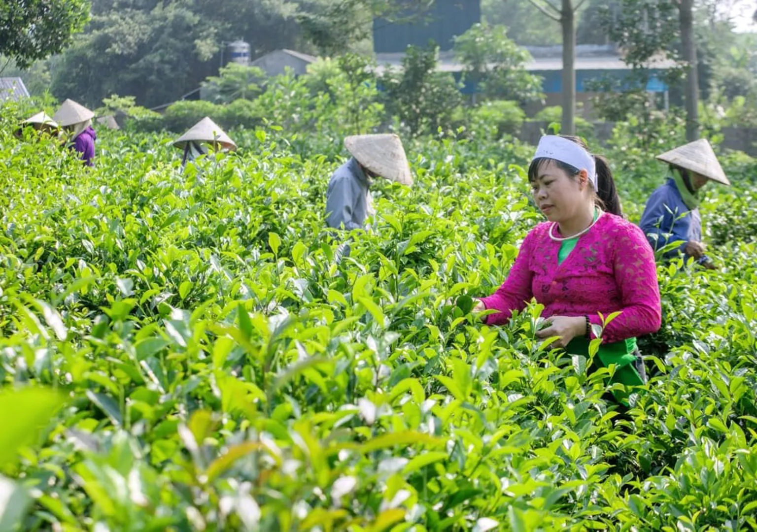 Đồng bào dân tộc Mường ở huyện Ba Vì (Hà Nội) thu hái chè. Ảnh: Hùng Thập