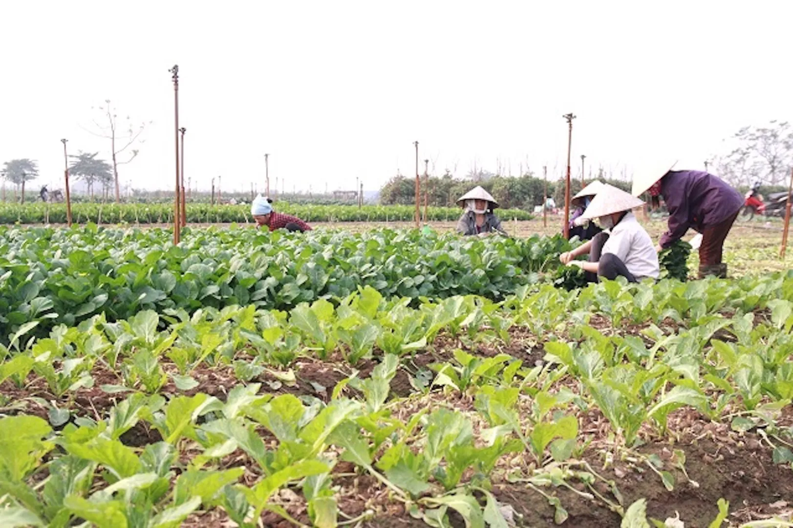 Thu hoạch rau an toàn tại Hợp tác xã Dịch vụ tổng hợp Đông Cao (huyện Mê Linh). Ảnh: Lâm Nguyễn