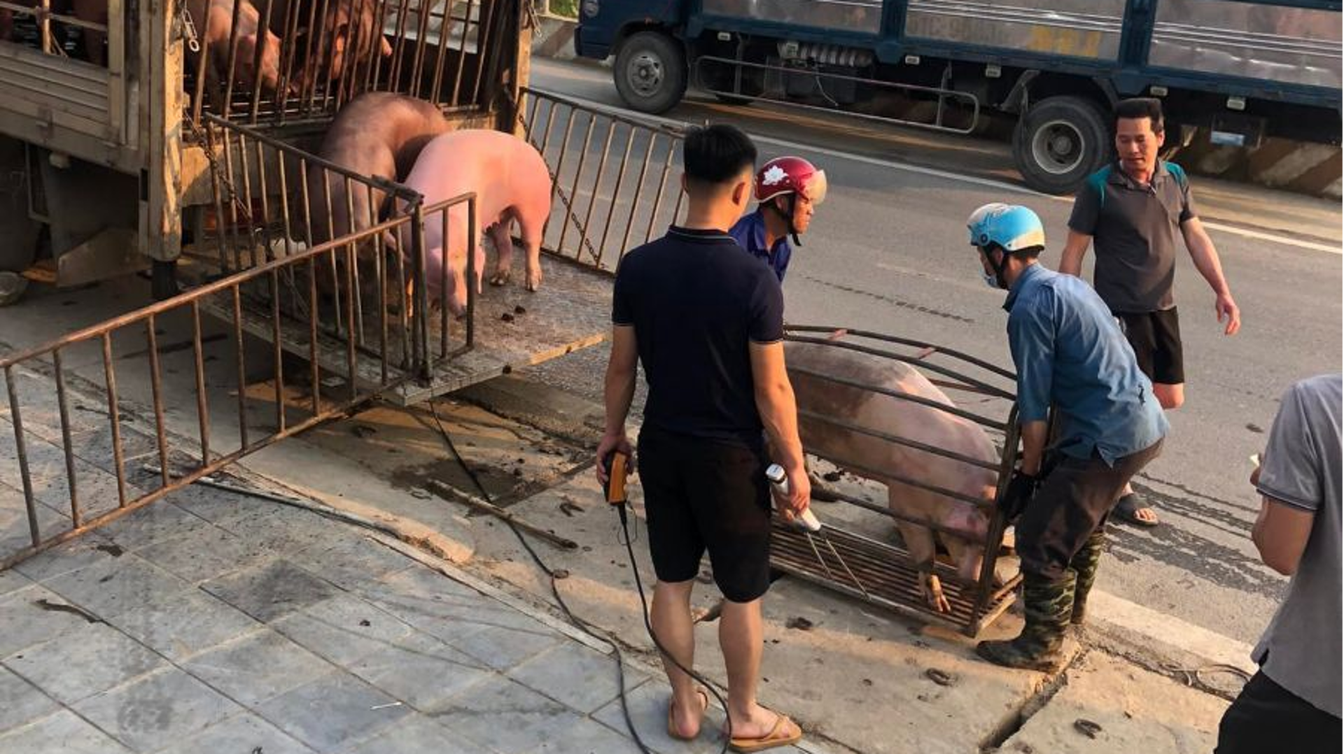 Giá heo hơi hôm nay 8/8/2023: Bất ngờ tăng tại nhiều địa phương