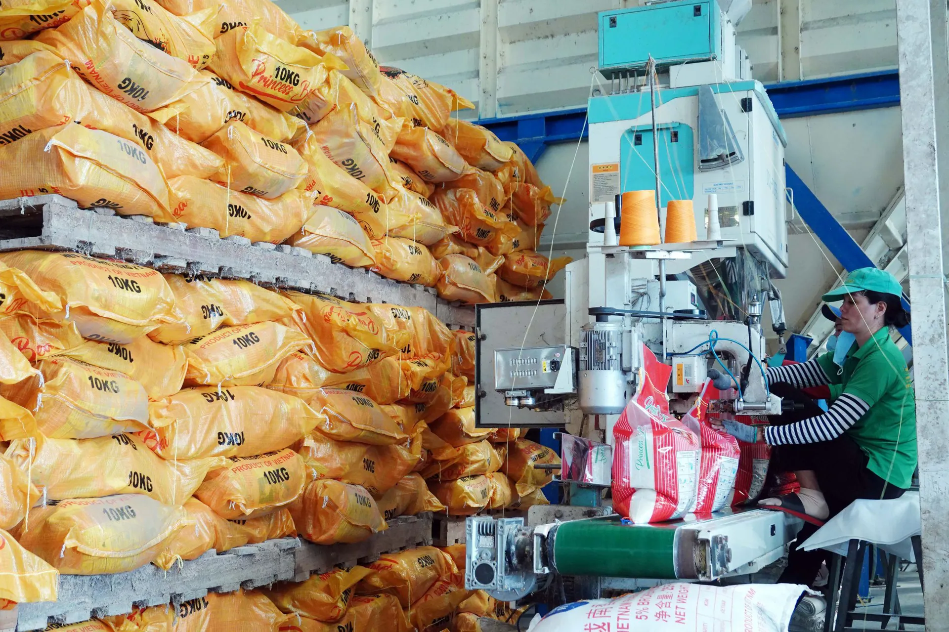 Đóng gói gạo xuất khẩu tại Tiền Giang. Ảnh: Ngọc Thạch