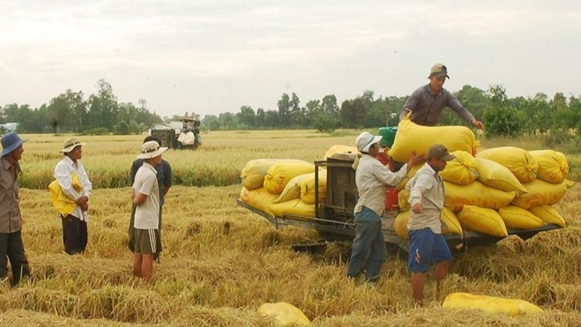 Giá lúa gạo hôm nay 24/8/2023: Giá gạo tăng nhưng giao dịch chậm