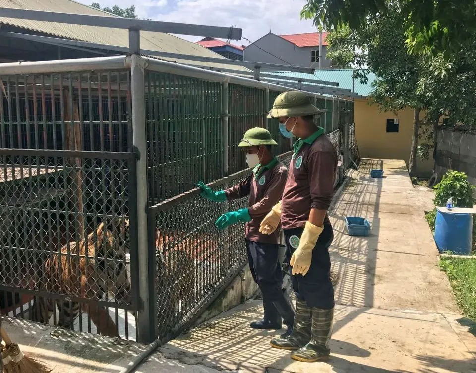 Công nhân chăm sóc cá thể hổ tại Trung tâm Cứu hộ Động vật hoang dã Hà Nội. Ảnh: Ánh Ngọc