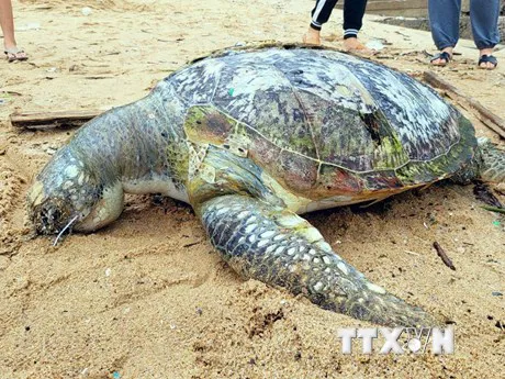 Bà Rịa-Vũng Tàu: Phát hiện xác rùa biển trôi dạt vào bãi biển
