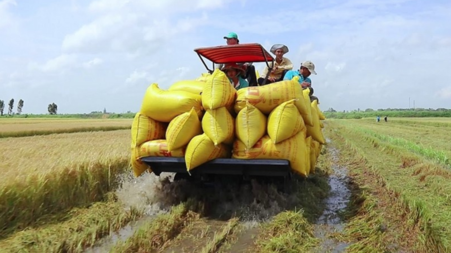 Giá lúa gạo hôm nay 5/9/2023: Giá gạo đi ngang, giá lúa sôi động  trở lại