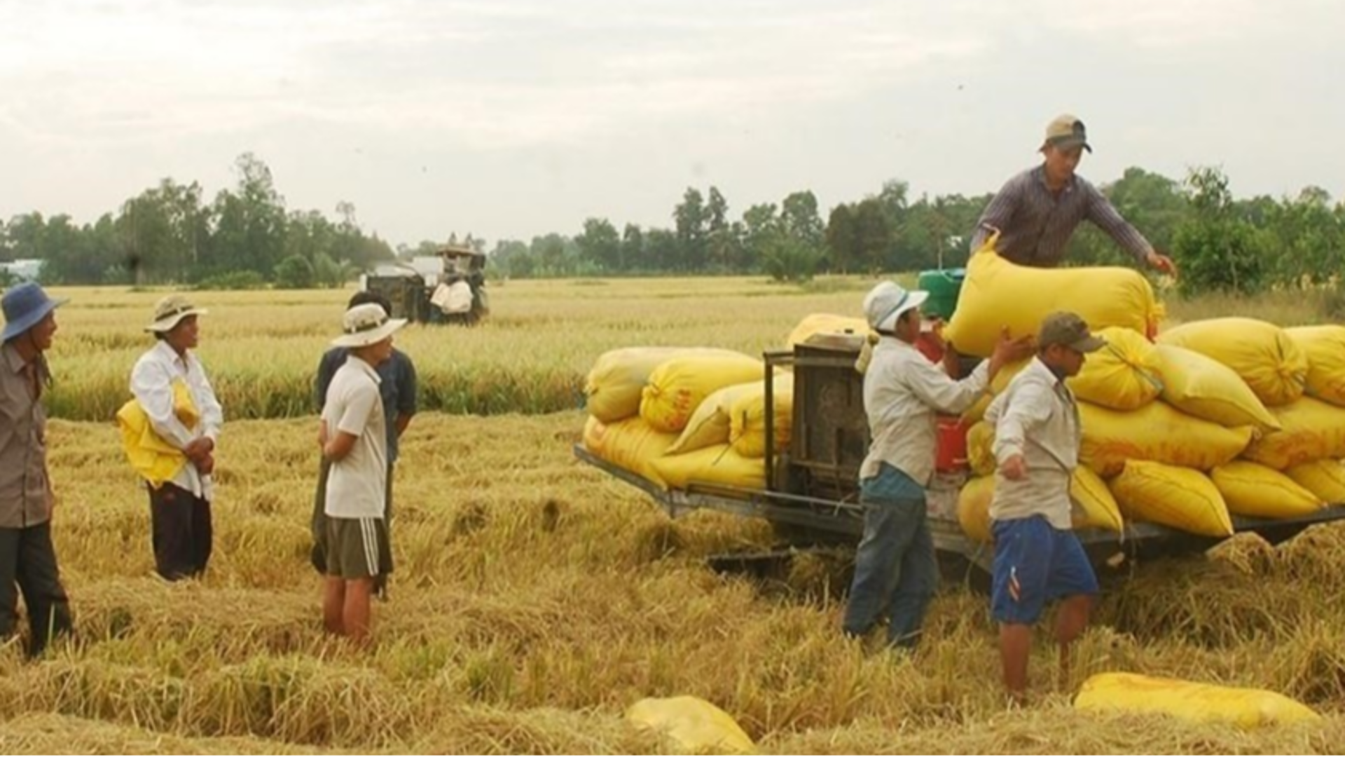 Giá lúa gạo hôm nay 10/9/2023: Giá lúa ổn định, giá gạo chững