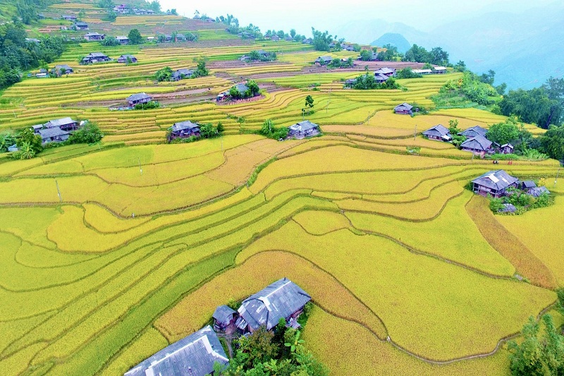 Exploring tantalizing rice ripening season in northwest Vietnam 