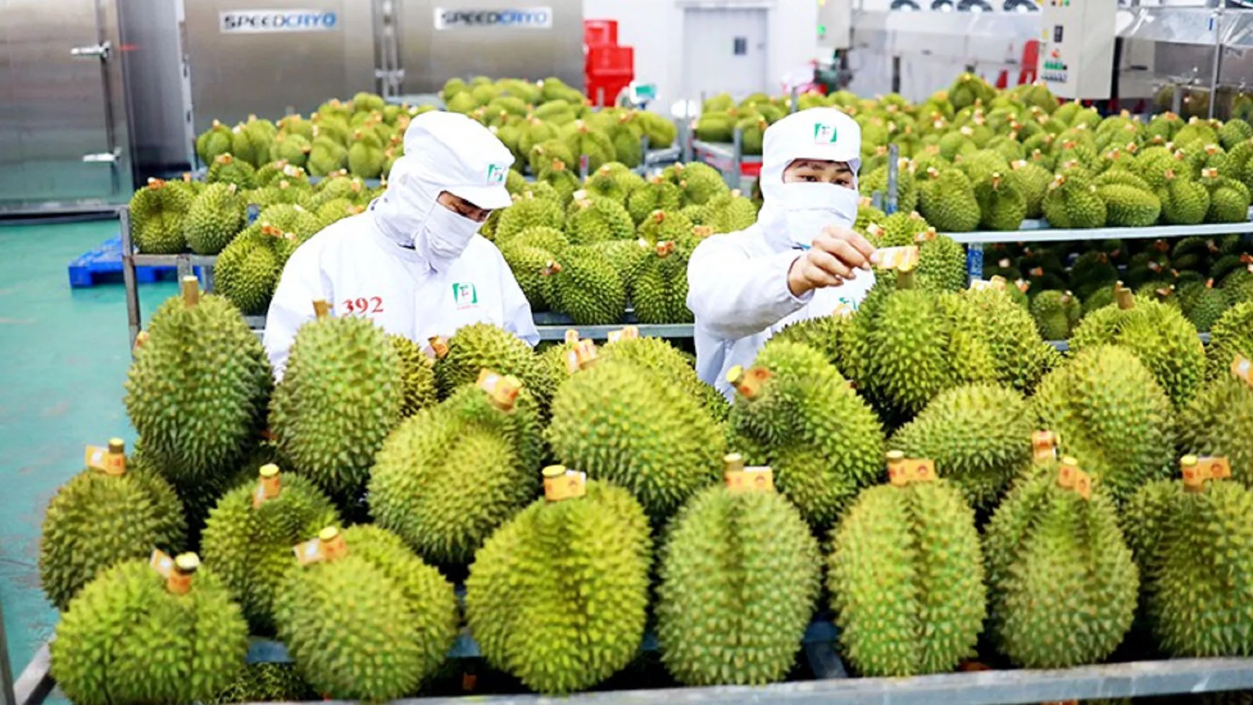 Nông sản Việt Nam liên tục bị trả về là hồi chuông cảnh tỉnh cho các DN xuất khẩu Việt Nam. Ảnh: Việt Dũng