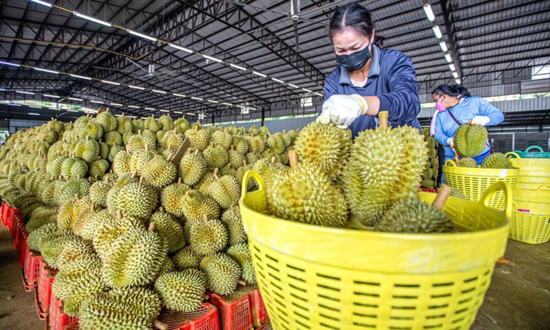 Công nhân phân loại sầu riêng tại một nhà máy chế biến sầu riêng ở tỉnh Chanthaburi, Thái Lan. Ảnh: Tân Hoa Xã