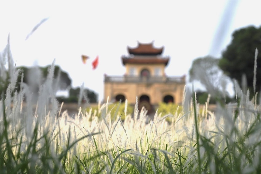 Dreamy beauty of Thang Long Citadel in reed season