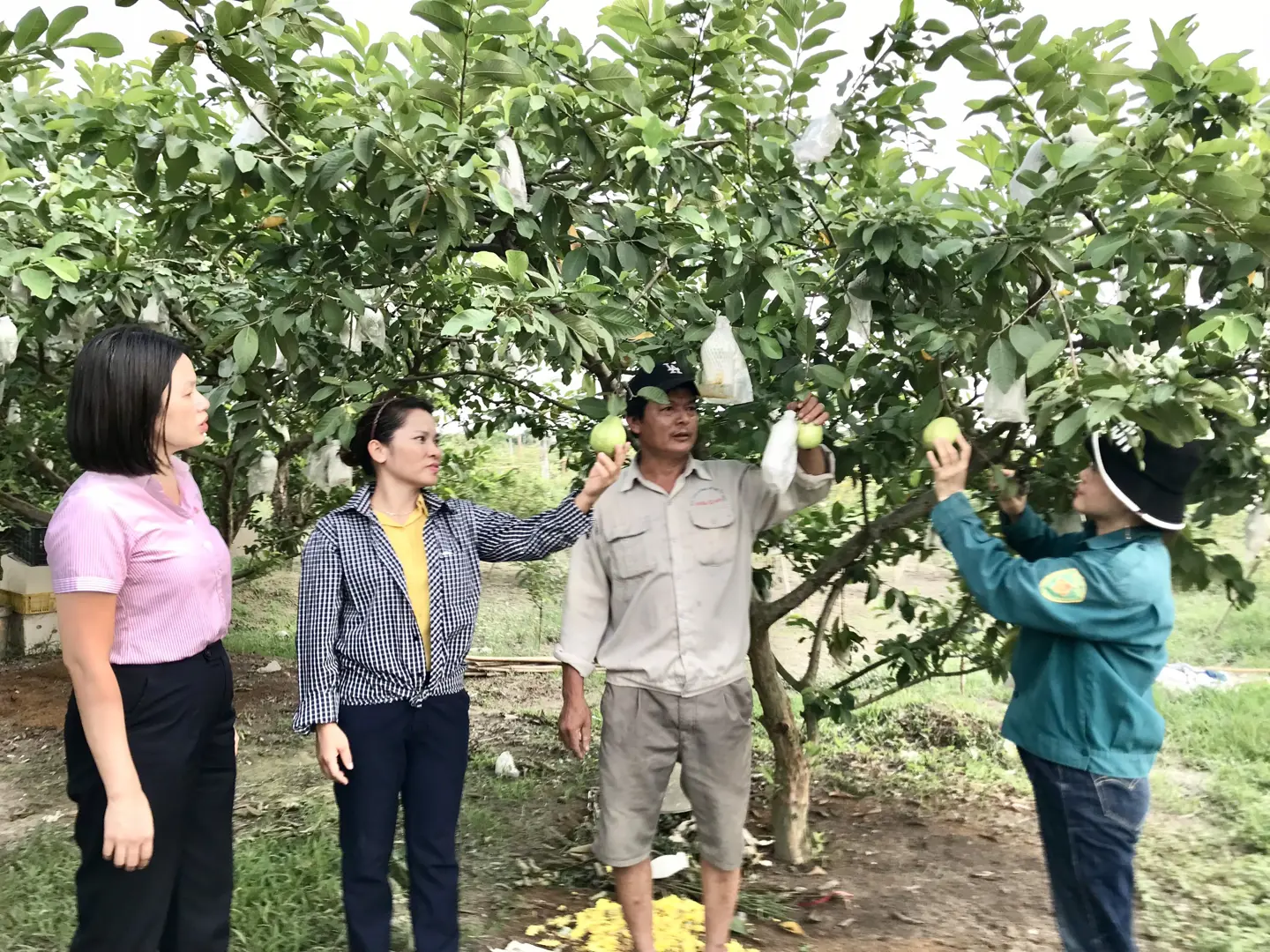 Lãnh đạo Ngân hàng CSXH huyện Hoài Đức và Hội Nông dân xã Di Trạch thăm mô hình trồng cây, nuôi cá của chị Nguyễn Thị Nguyệt và anh Nguyễn Văn Thọ. Ảnh: Trần Oanh