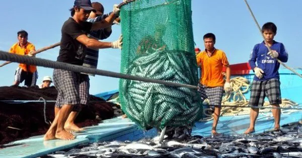 Triển khai các giải pháp cấp bách chống khai thác hải sản bất hợp pháp
