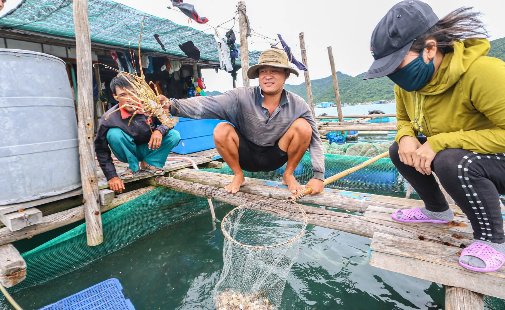 Nuôi tôm hùm bông ở vịnh Vân Phong, tỉnh Khánh Hòa. Ảnh: Xuân Hoát