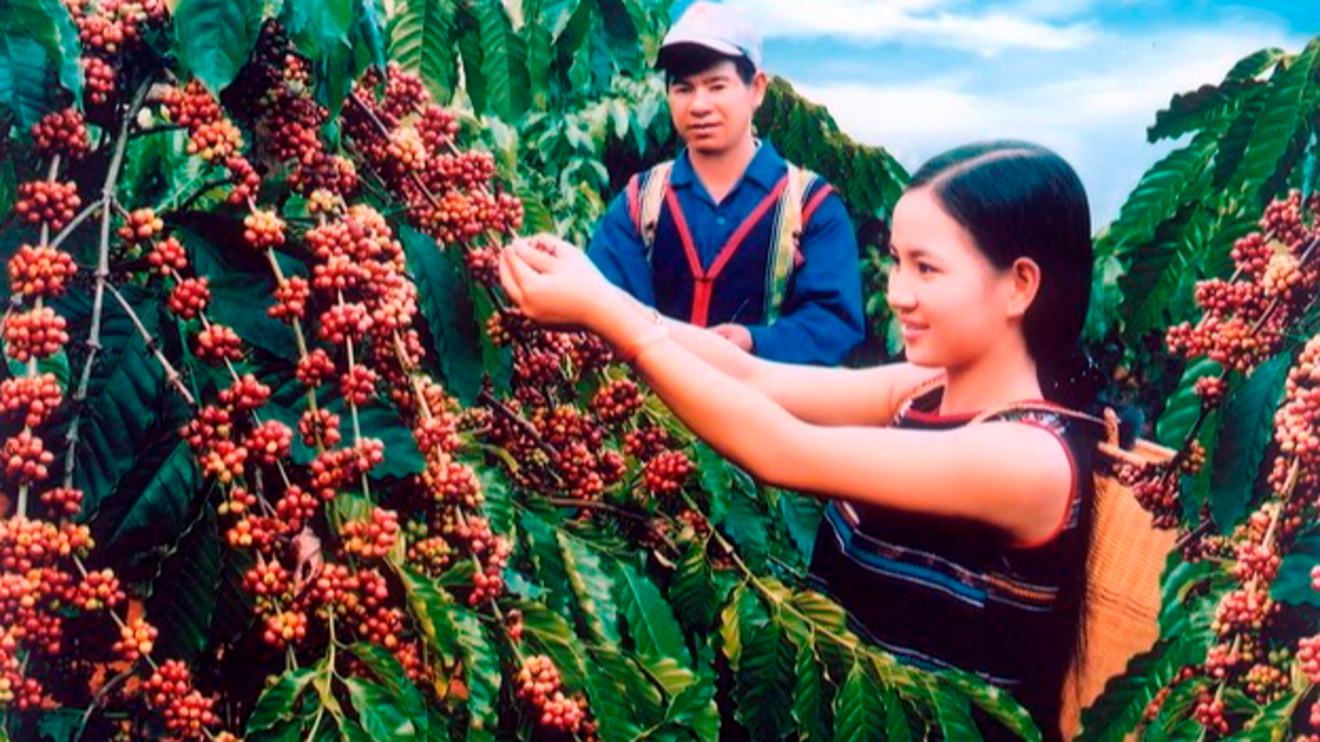 Thủ tướng chỉ đạo về phát triển ngành cà phê và ngành tôm