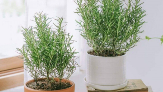 Mẹo hay giúp không gian nhà bạn ngập tràn hương thơm thảo mộc