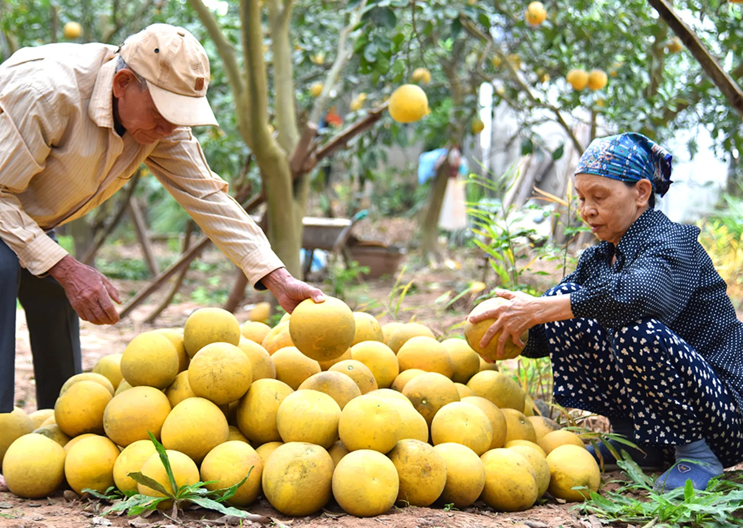 Thu hoạch bưởitại xãThạch Đà, huyện Mê Linh. Ảnh:ThanhHải