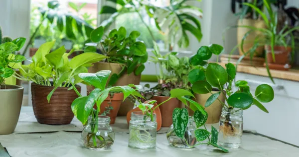 8 loài cây cảnh trồng được trong nước siêu dễ trồng