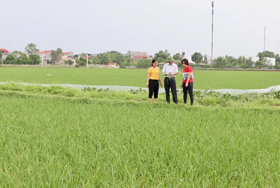 Cán bộ bảo vệ thực vật Hà Nội kiểm tra đồng ruộng. Ảnh: Trọng Tùng