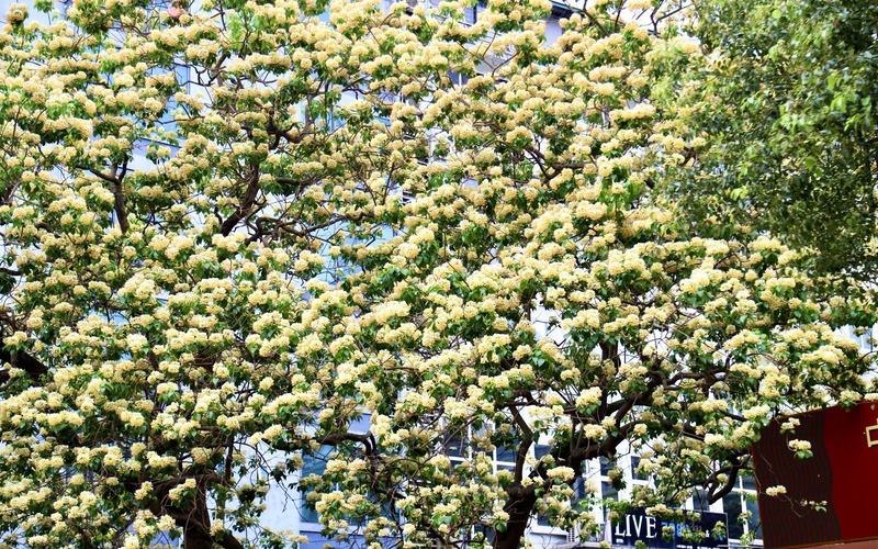 The 300-year-old tree in Hanoi flowers brightly with pleasant scent