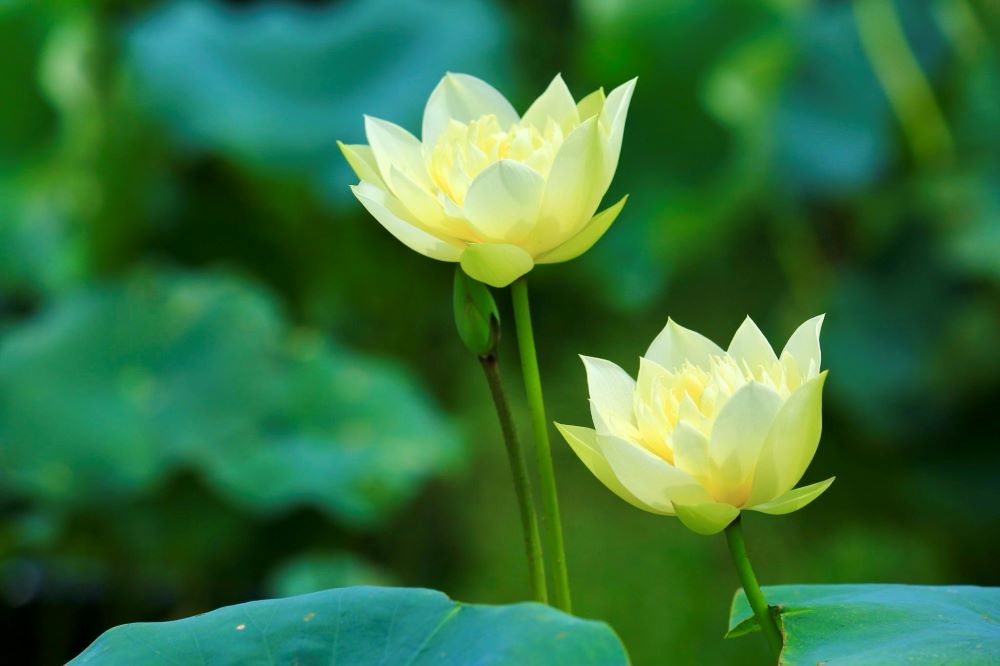 Pristine white lotus enchants flower lovers in Hanoi