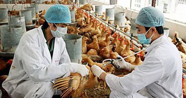 Tập trung phòng, chống dịch bệnh gia súc, gia cầm