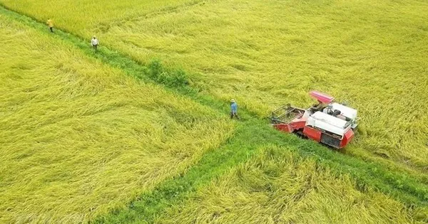 Hoàn thiện dự thảo Nghị định quy định về đất trồng lúa
