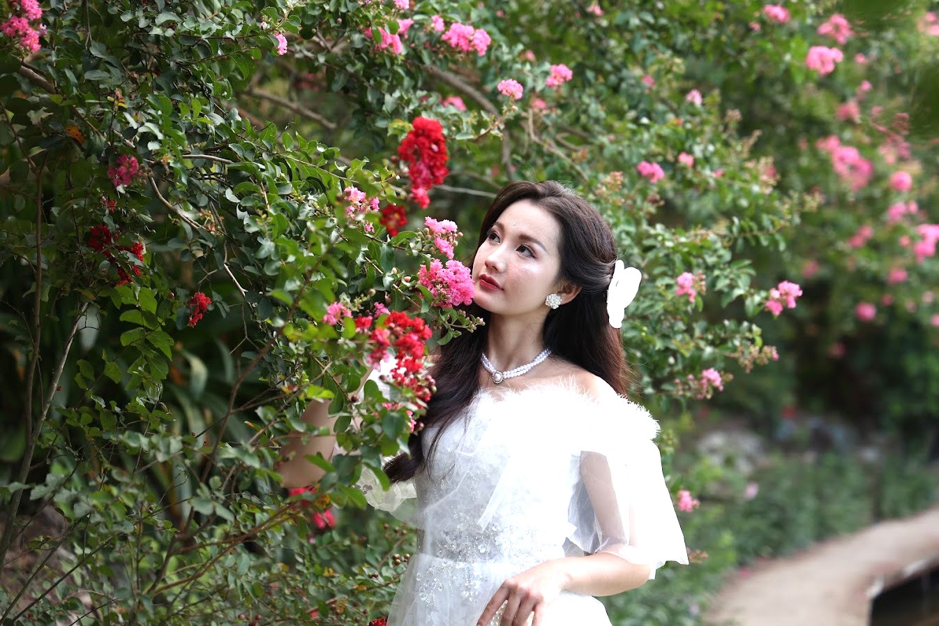 Charming Hanoi girls in blossoming crape myrtle flowers