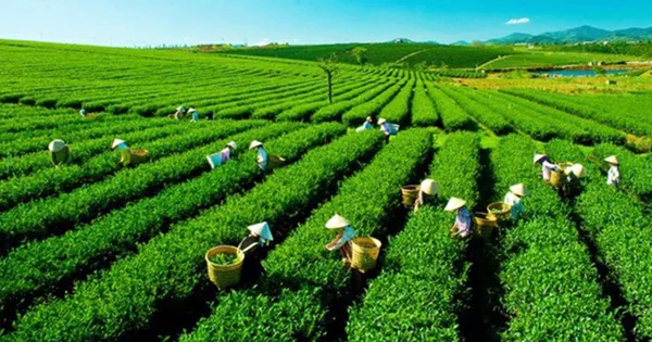 Sắp xếp, đổi mới, nâng cao hiệu quả hoạt động công ty nông, lâm nghiệp