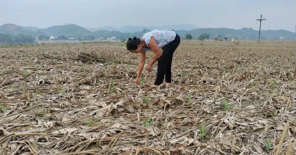 Xuất cấp hạt giống cây trồng hỗ trợ tỉnh Yên Bái