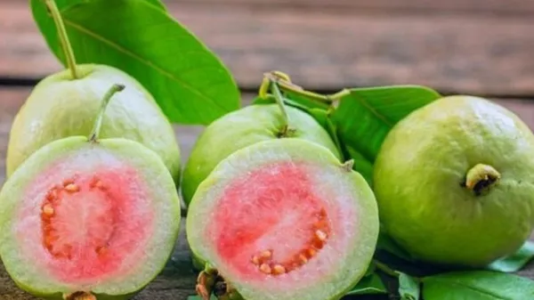 Cách sử dụng quả ổi đảm bảo an toàn thực phẩm