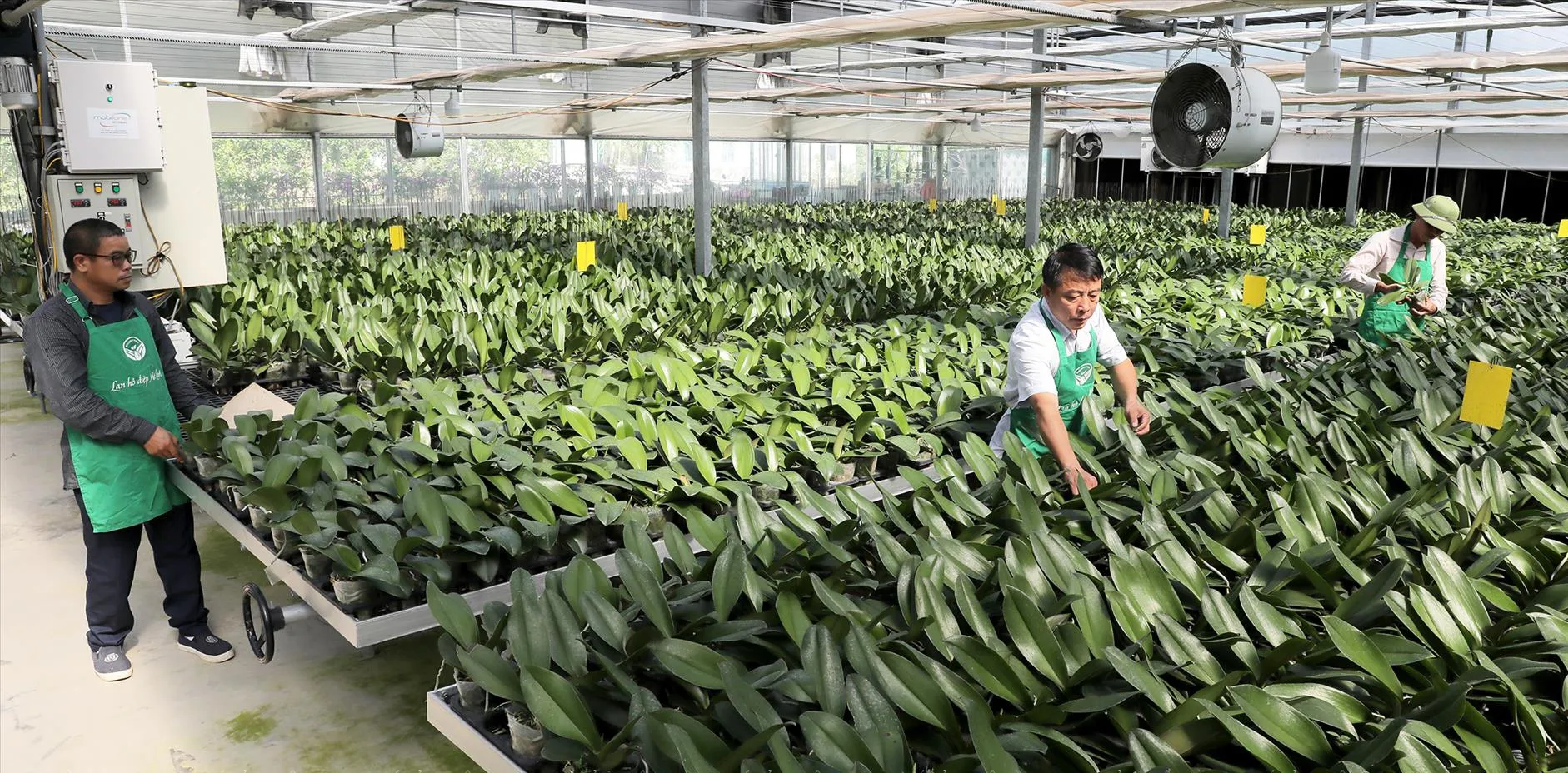 Ứng dụng công nghệ cao trong trồng và chăm sóc hoa tại huyện Mê Linh, Hà Nội. Ảnh: Thanh Giang