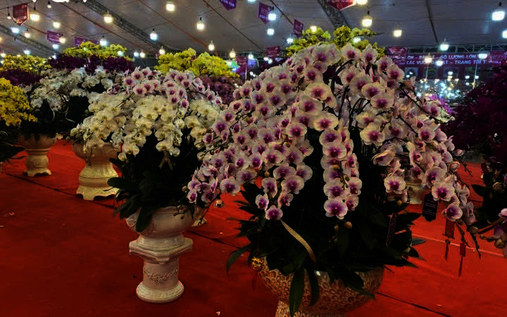 Hanoi: Flowers and ornamental plants flaunt on the eve of Tet