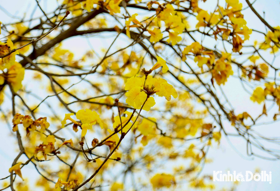 Vivid yellow flowers brighten spring in Hanoi