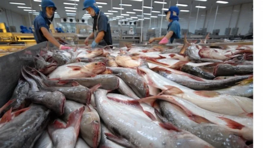Bức tranh xuất khẩu cá tra giai đoạn 2015- 2024: Sự thay đổi trong top 5