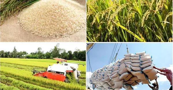 Thủ tướng chỉ đạo khẩn thực hiện đảm bảo cân đối cung cầu lúa gạo
