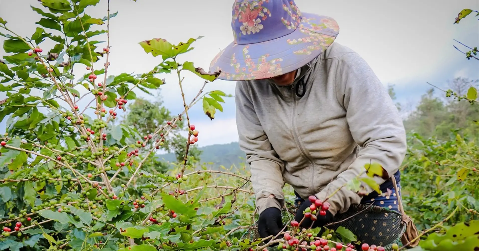 Giá cà phê hôm nay 22/1/2025: tiếp tục tăng mạnh, Robusta thêm hơn trăm USD/tấn