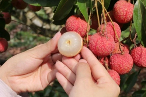 Ăn trái cây thể nào để giải nhiệt trong mùa Hè?