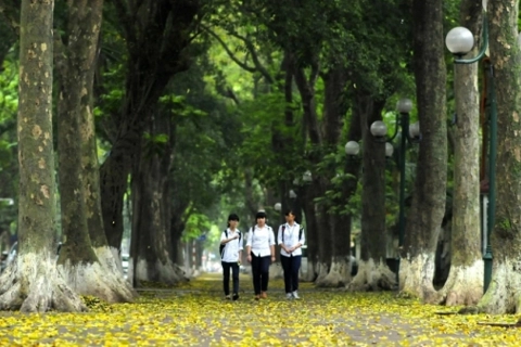 Đi qua thảm vàng vỉa hè Hà Nội