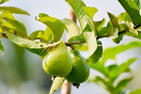 Lá ổi chữa bệnh gì?