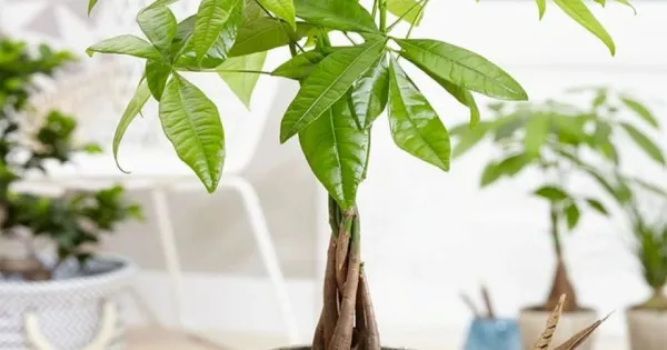 Chọn ngày đẹp trồng cây cảnh để lấy may mắn