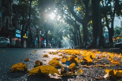 Thu về đợi những heo may