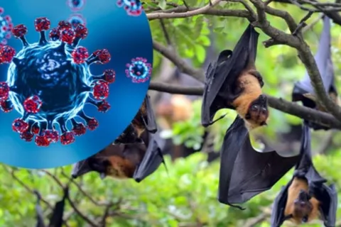 Hà Nội: tăng cường giám sát phòng, chống dịch bệnh do virus Nipah
